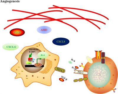 Macrophages and Metabolic Reprograming in the Tumor Microenvironment